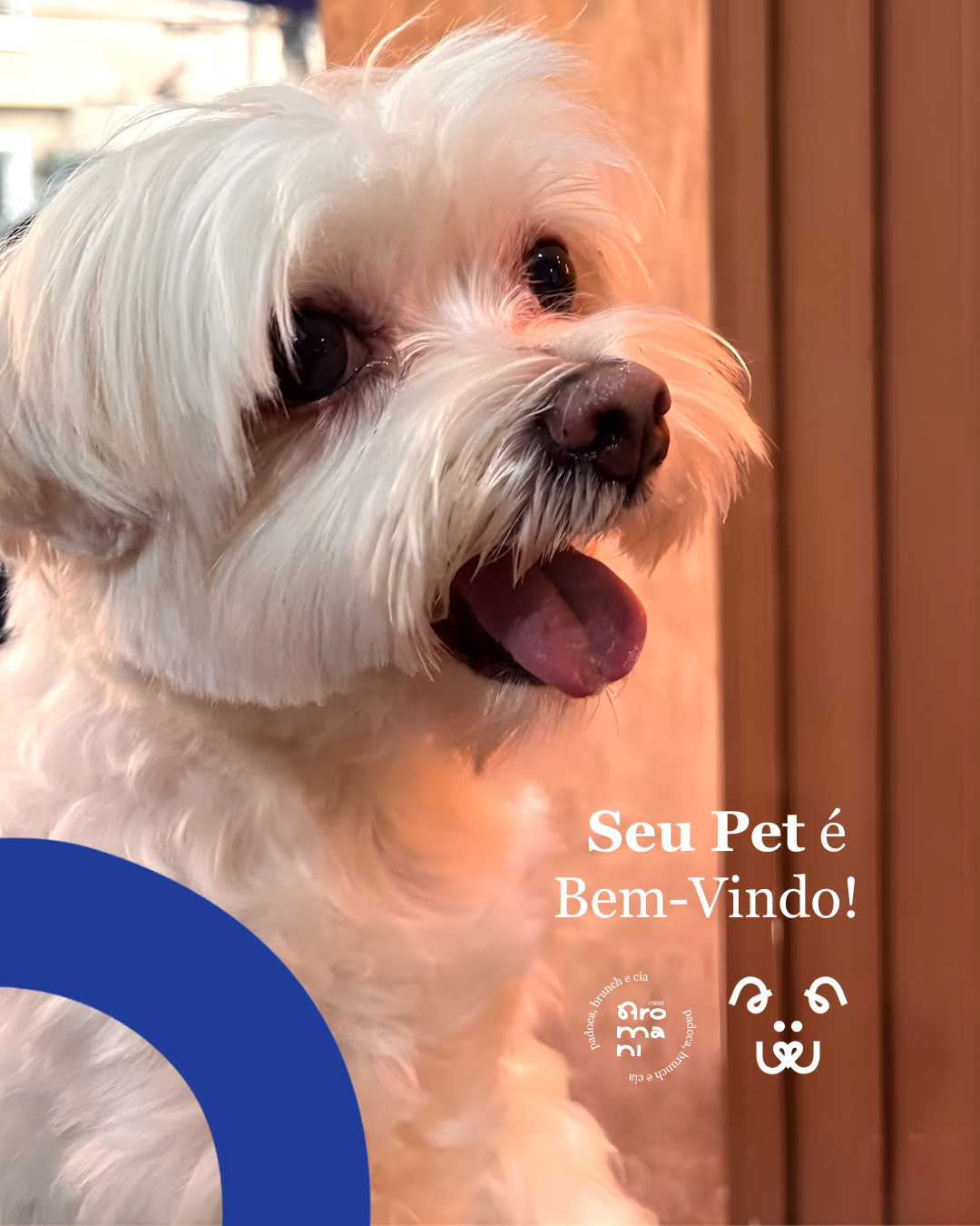 Cachorro feliz na Casa Aromani